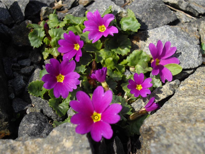 Primula juliae en fleurs dans les sous-bois frais du Caucase oriental